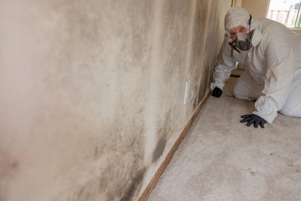Best Mold Remediation for Healthcare Facilities  in Rittman, OH